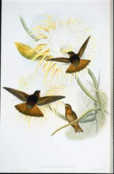 Shining Sunbeam (Agliaeactis Cupripennis)