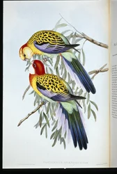 Splendid Parakeet