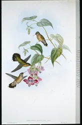 Spotted Adelomyia