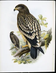 Spotted Eagle