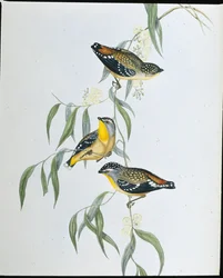 Spotted Pardalote (Pardalotus Punctatus)