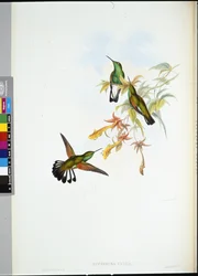 Stripe-tail Humming-bird (Eupherusa eximia)