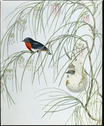 Swallow Dicaeum