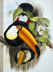 Toco Toucan