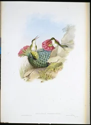 White-breasted Leucippus
