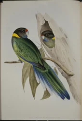 Yellow-collared Parakeet