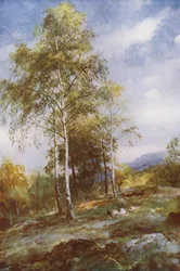Silver Birches