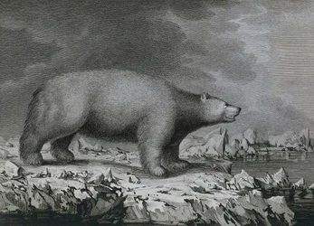 Polar Bear