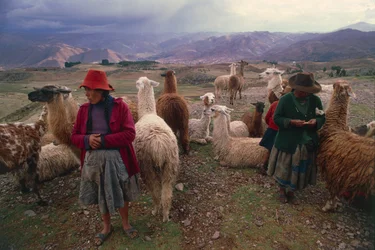 Peruvian Women and Herd of Llamas