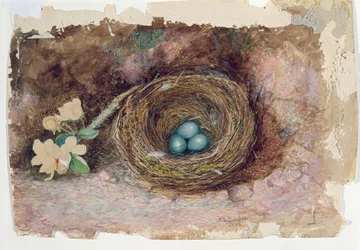 Birds Nest