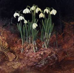 Snowdrop