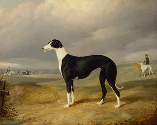 A Black and White Greyhound in an Open Landscape