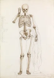 Anatomical Study: the Human Skeleton, in Contrapposto