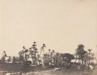 Study of Palms, Banks of the Nile, Kalabschi, 1853-54