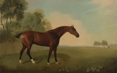 A Bay Horse in a Field