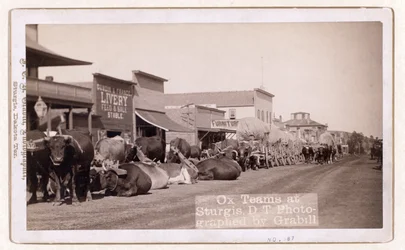 Ox teams at Sturgis, D.T., pub.1887 - 1892