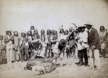 Skinning Beef, 1891