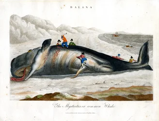 Greenland Whale or Common Whale