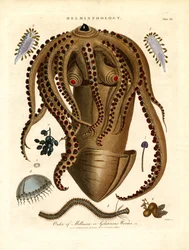 Helminthology; Plate III - Order of Mollusca or Gelatinous Worms