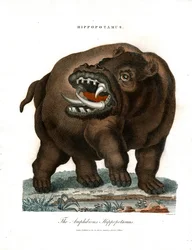 Hippopotamus