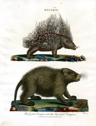 Hystrix (Porcupines)