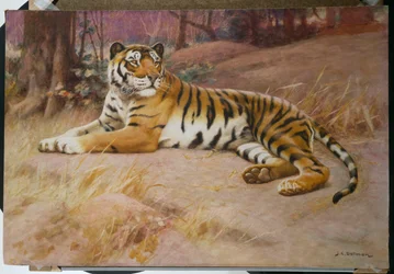 The Tiger