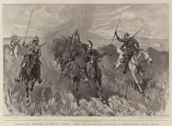 Collecting Forage in South Africa, how the Colonials manage a Refractory Mule Team