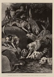Otter Hunting in Cumberland, the Otter cornered