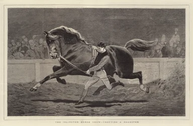 The Islington Horse Show, trotting a Roadster