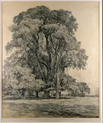 Elm Trees in Old Hall Park, East Bergholt, 1817