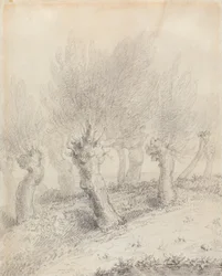 Pollarded Willows