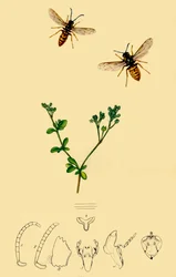 Anchor-Faced Wasp: Vespa rufa