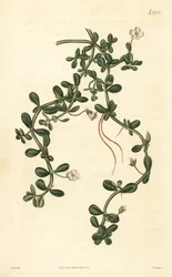 Brahmi or Water Hyssop, Bacopa Monnieri