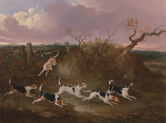 Beagles in Full Cry