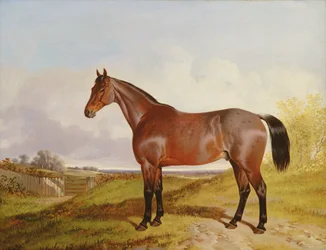 Study of a Bay Hunter in a landscape, 1854