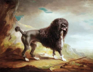 A Clipped Water Spaniel