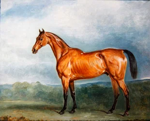 Brin-y-a-Pin in a paddock