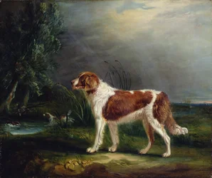 Two Spaniels by a Stream, one putting up Mallard