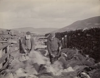 Horning Sheep in Glen Prosen, 1897