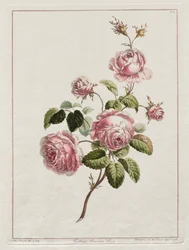 A Collection of Flowers Drawn after Nature - Cabbage Province Rose, 1801