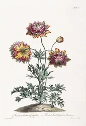 Broad Leaved Garden Anemone