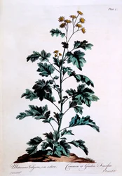 Common or Garden Feverfew, illustration from 