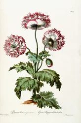 Garden Poppy with Black Seeds