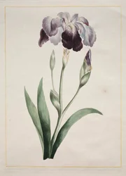 Japanese Iris Large Blue Iris, 1801