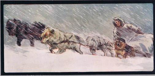 Huskies pulling a sleigh, illustration from 