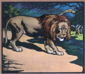 Lion