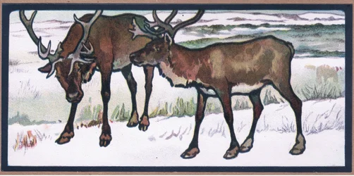 Reindeer