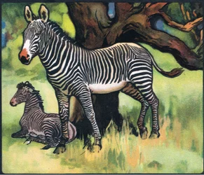 Zebras, illustration from 