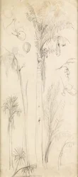 Palm Trees