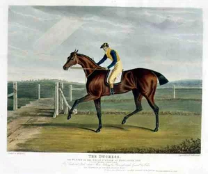 The Duchess, Winner of the Great St. Leger at Doncaster